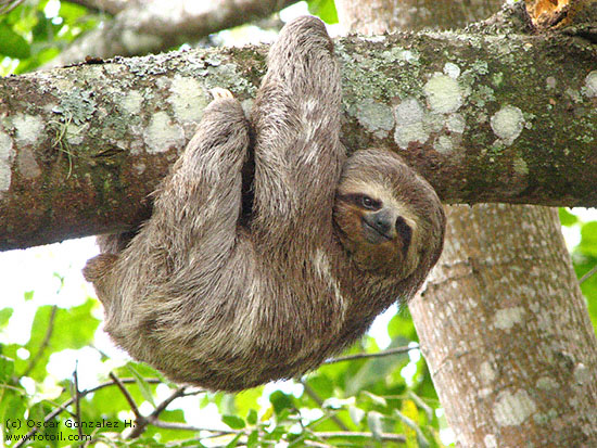 spencer-the-sloth.jpg
