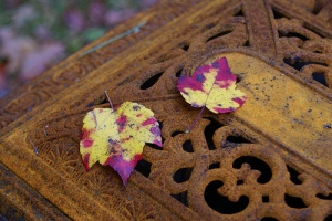 The Fall Fairy is called with a beautiful fall leaf. 