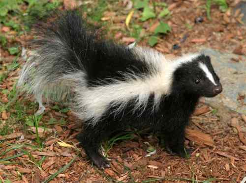 baby-skunk